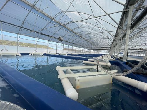 Europrawn farms inside view