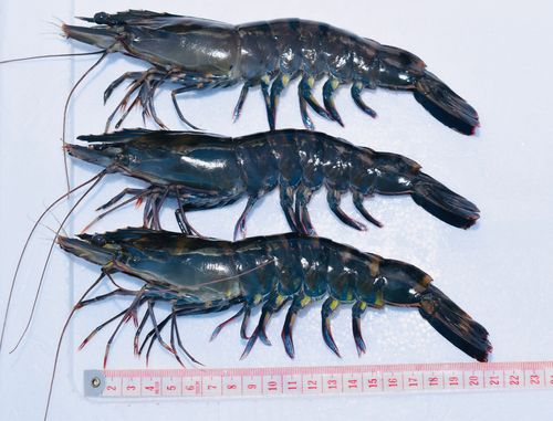 Europrawn's prawn