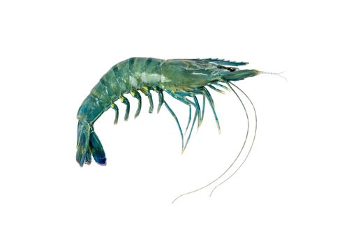 Europran prawn's photo