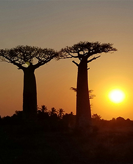 Baobab trees at sunset in Madagascar