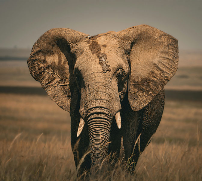 Bull elephant on the savannah