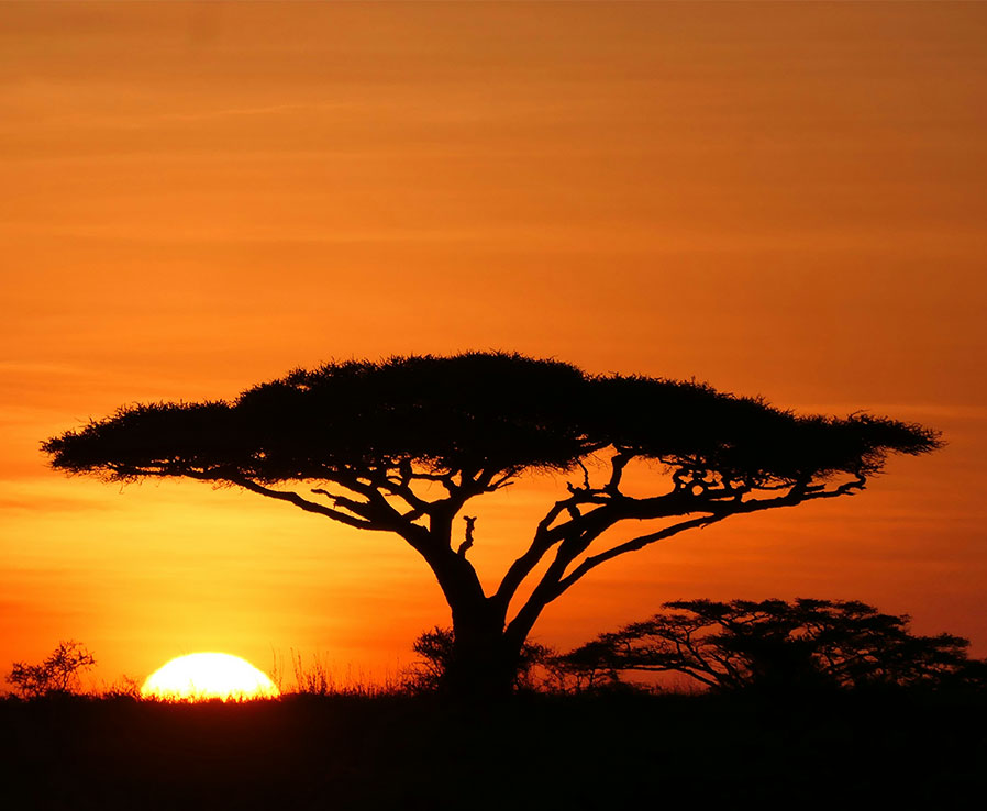 Acacia tree at sunset