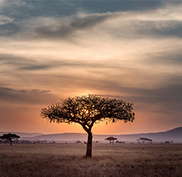 Acacia tree at sunset