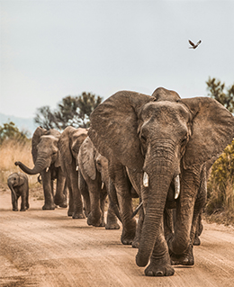 Herd of elephants at sunset