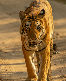 A tiger walking along a path