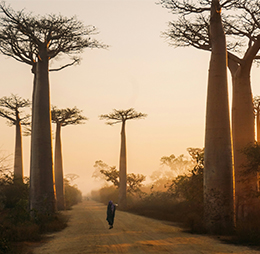 Baobab trees in Madagascar