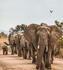 A herd of elephants crossing the road