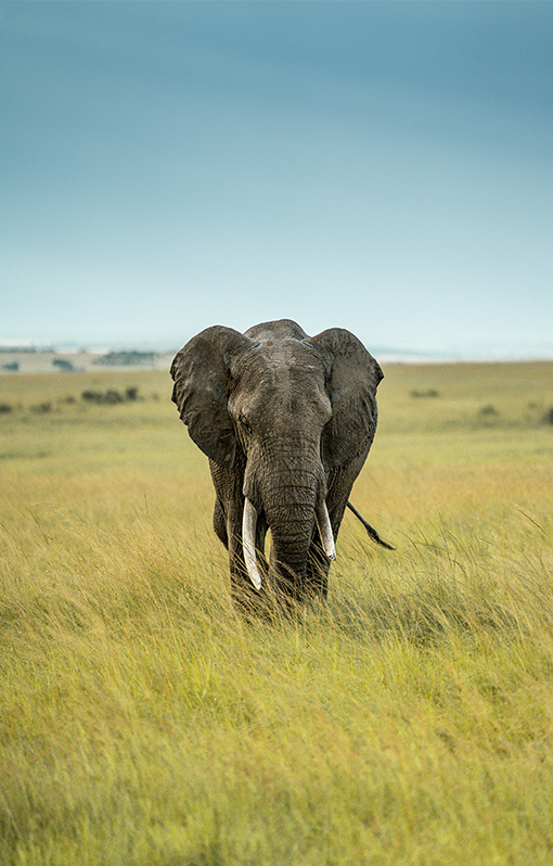 Lone elephant walking on the plains.