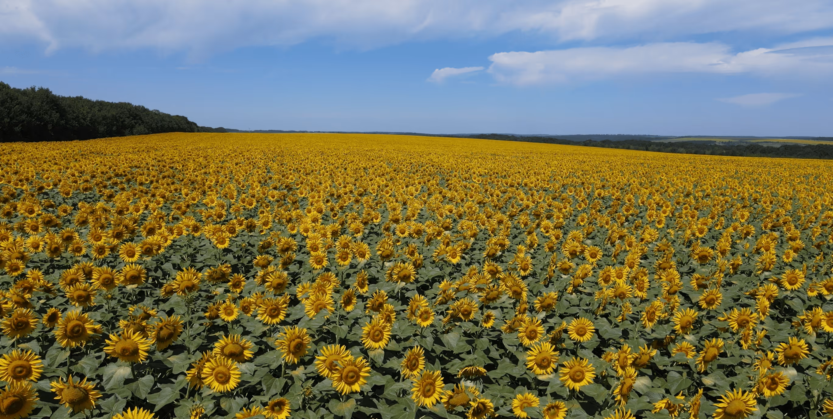 Поле соняшників