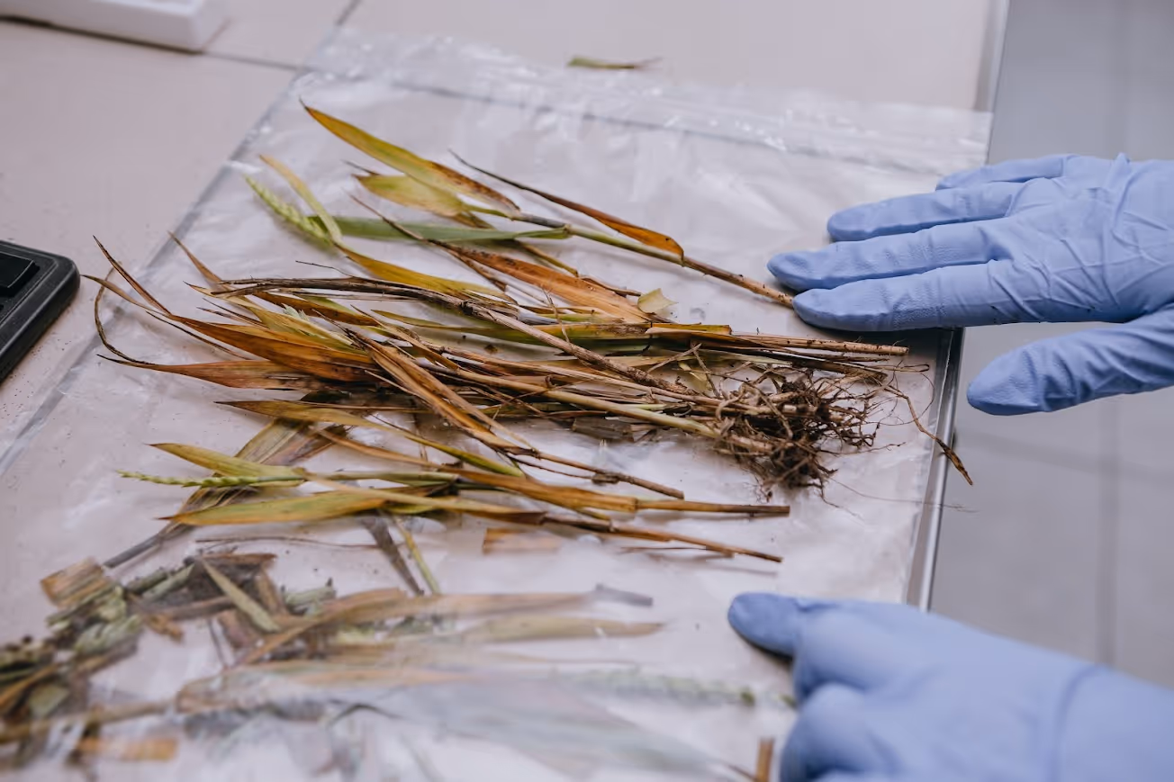 Лабораторія, дослідження пшениці