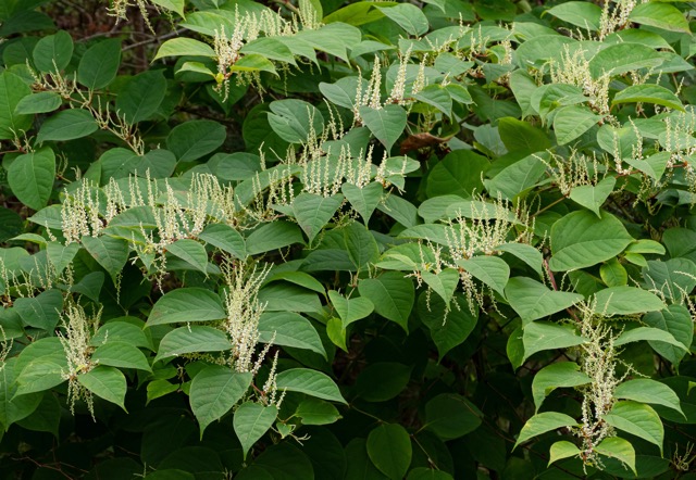 Japanese knotweed — Reynoutria japonica — bamboo-like stems
