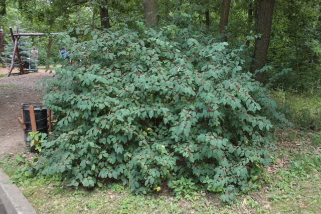 Bush honeysuckle — Lonicera tatarica — pink flowers and paired leaves