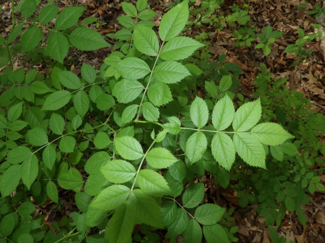 Multiflora rose — Rosa multiflora — clusters of white flowers