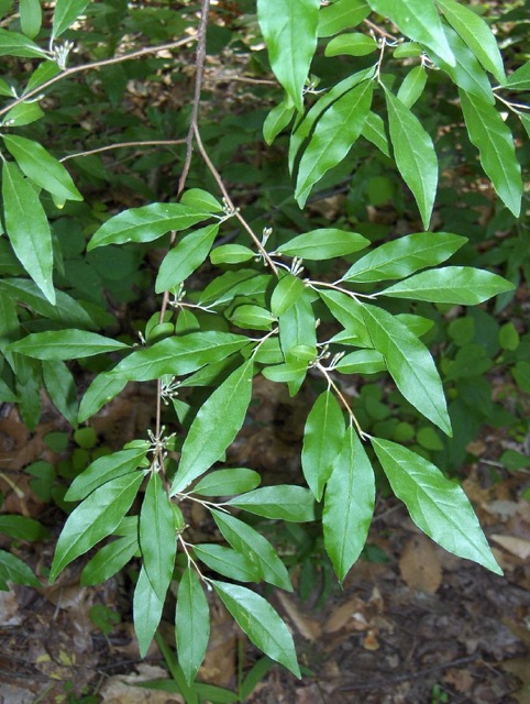 Autumn olive — Elaeagnus umbellata — silvery leaves and red berries
