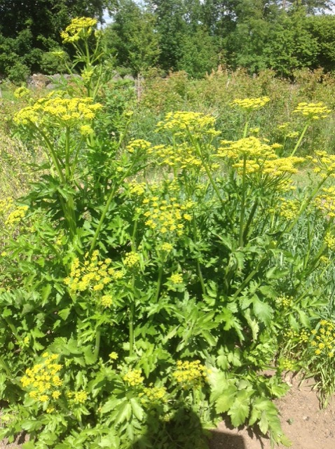Wild parsnip — Pastinaca sativa — yellow umbel flower clusters