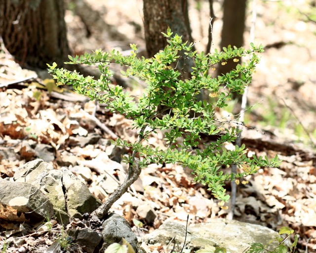 Japanese barberry — Berberis thunbergii — with red berries and spiny stems