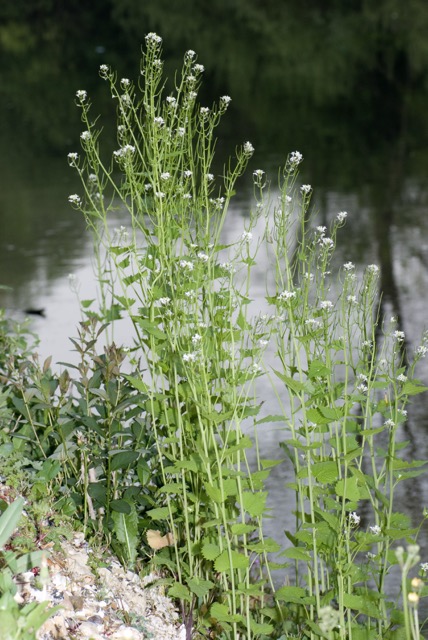 Garlic mustard — Alliaria petiolata — with white spring flowers and heart-shaped leaves