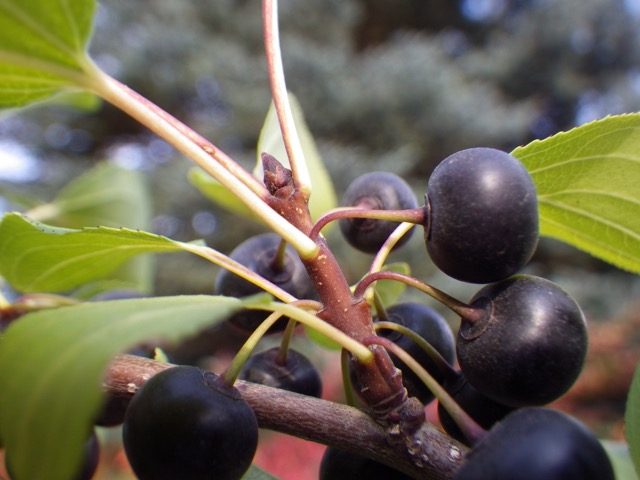 Common buckthorn — Rhamnus cathartica — with distinctive black berries