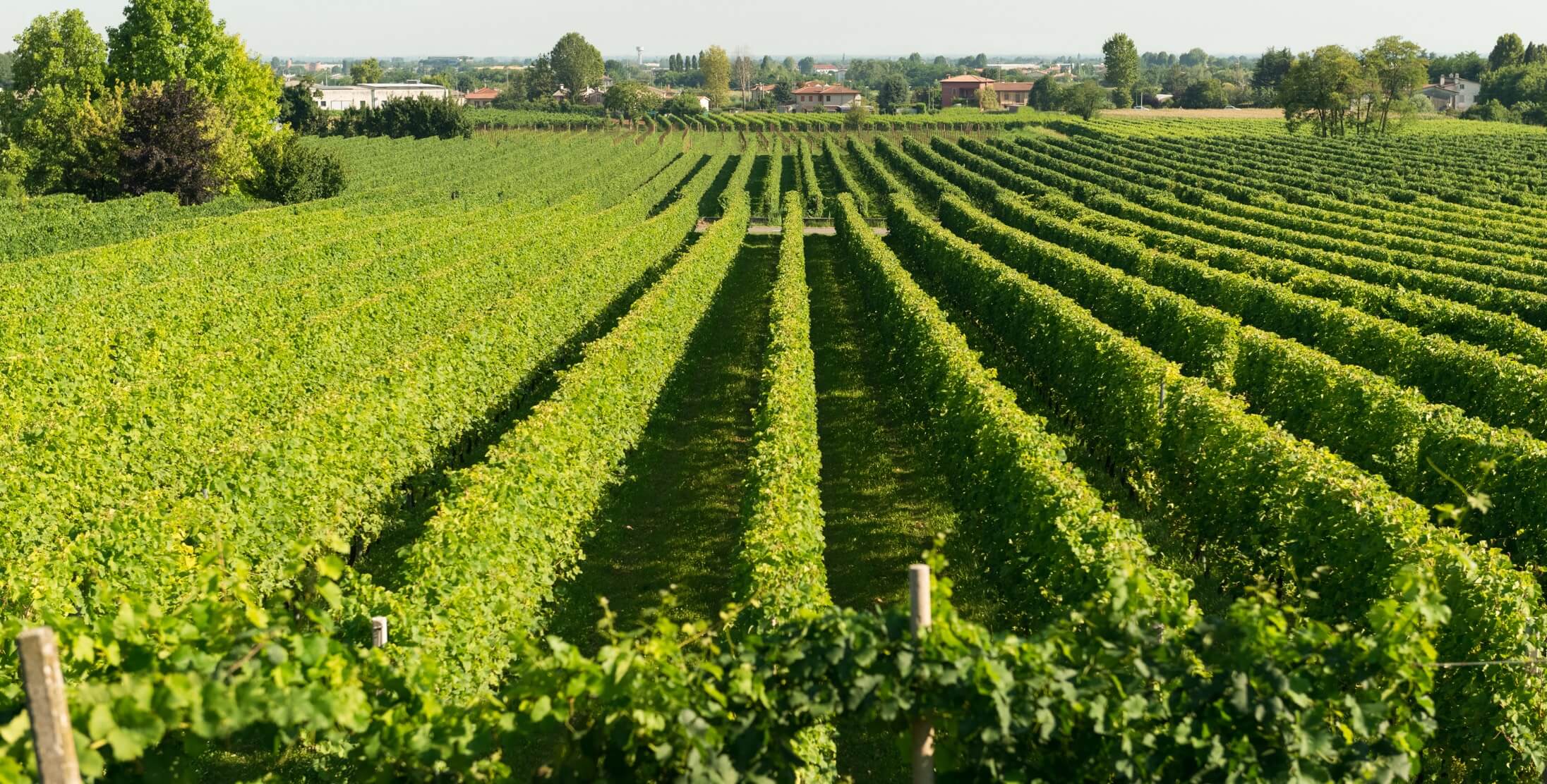 Aerial view of vineyard rows at Cantina Montelliana in Treviso, Italy, home of Luna Nuda Prosecco