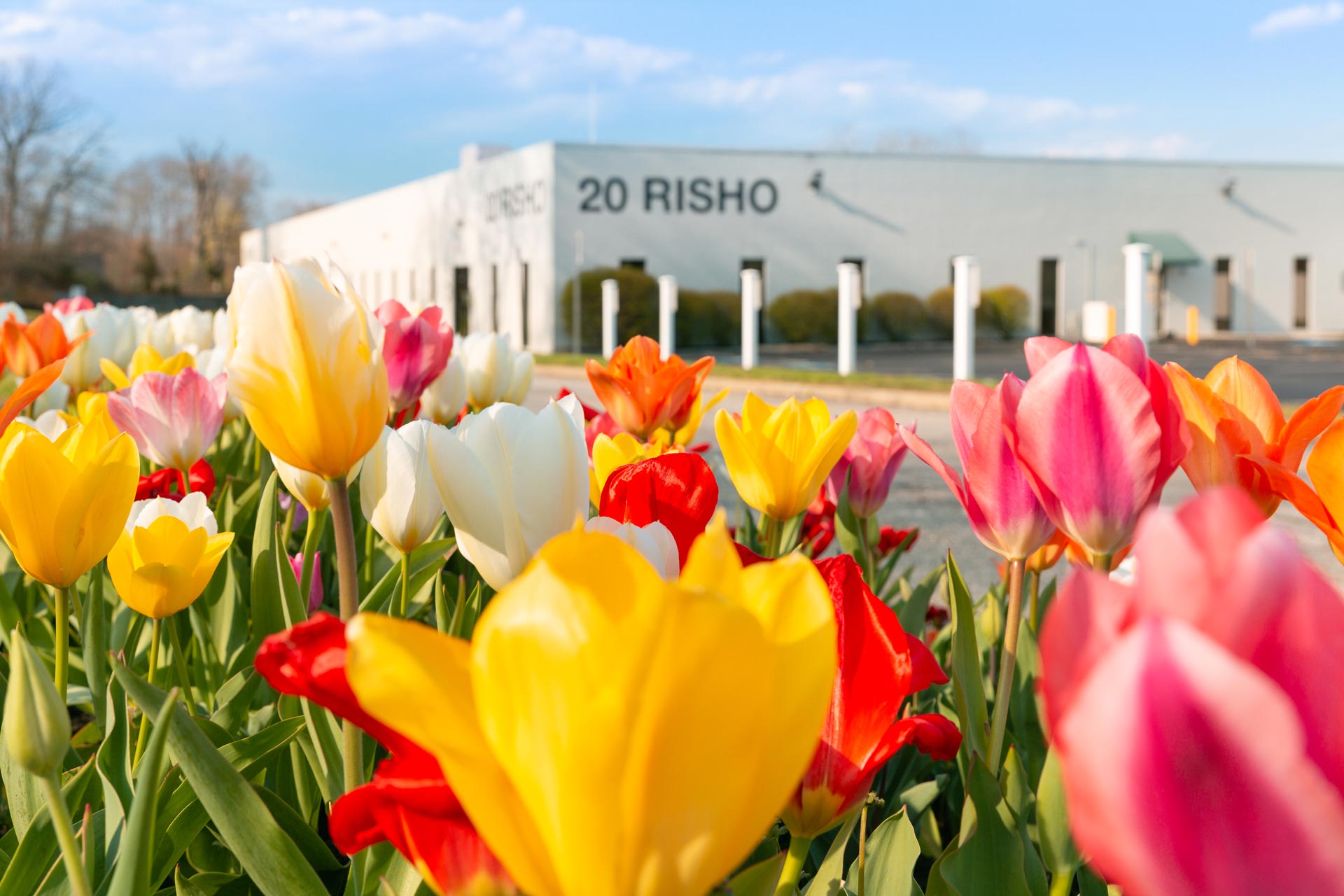 Colorful tulips bloom in front of a white industrial building labeled “20 RISHO” on a sunny spring day.