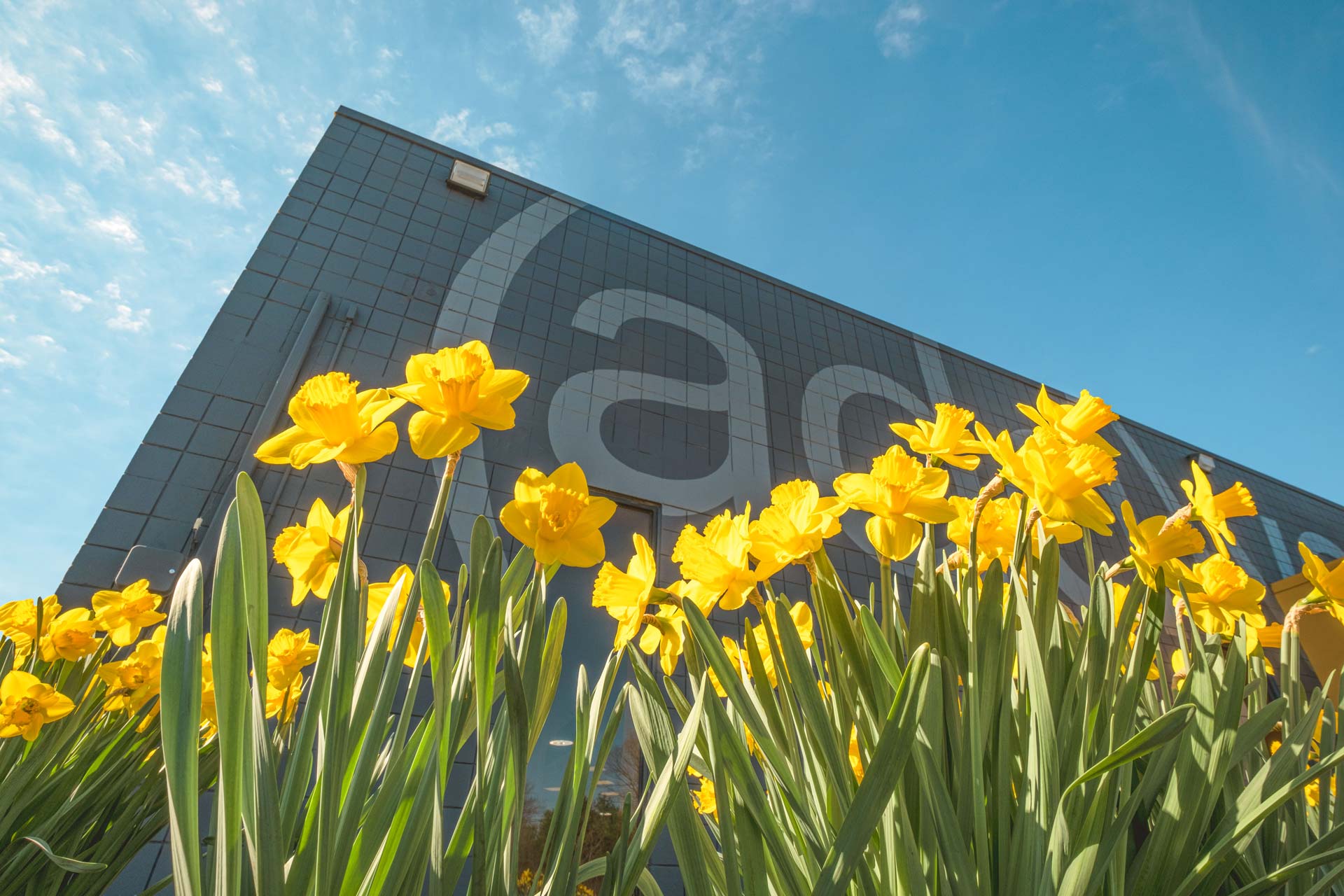 Bright yellow daffodils bloom in front of a modern gray building with “(ad)” lettering under a clear blue sky.
