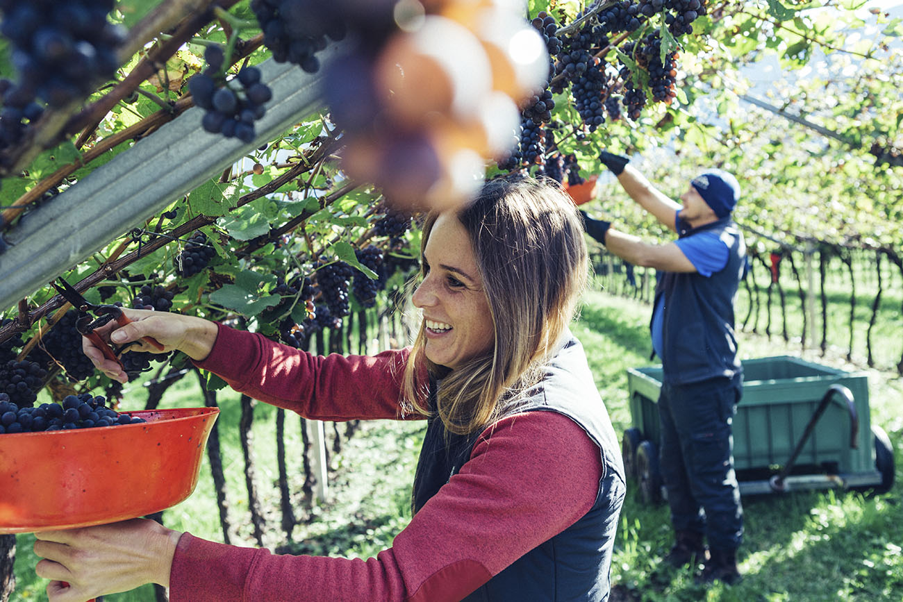 Ines Giovanett hand-harvesting Pinot Grigio grapes at Castelfeder Winery in Alto Adige, Italy