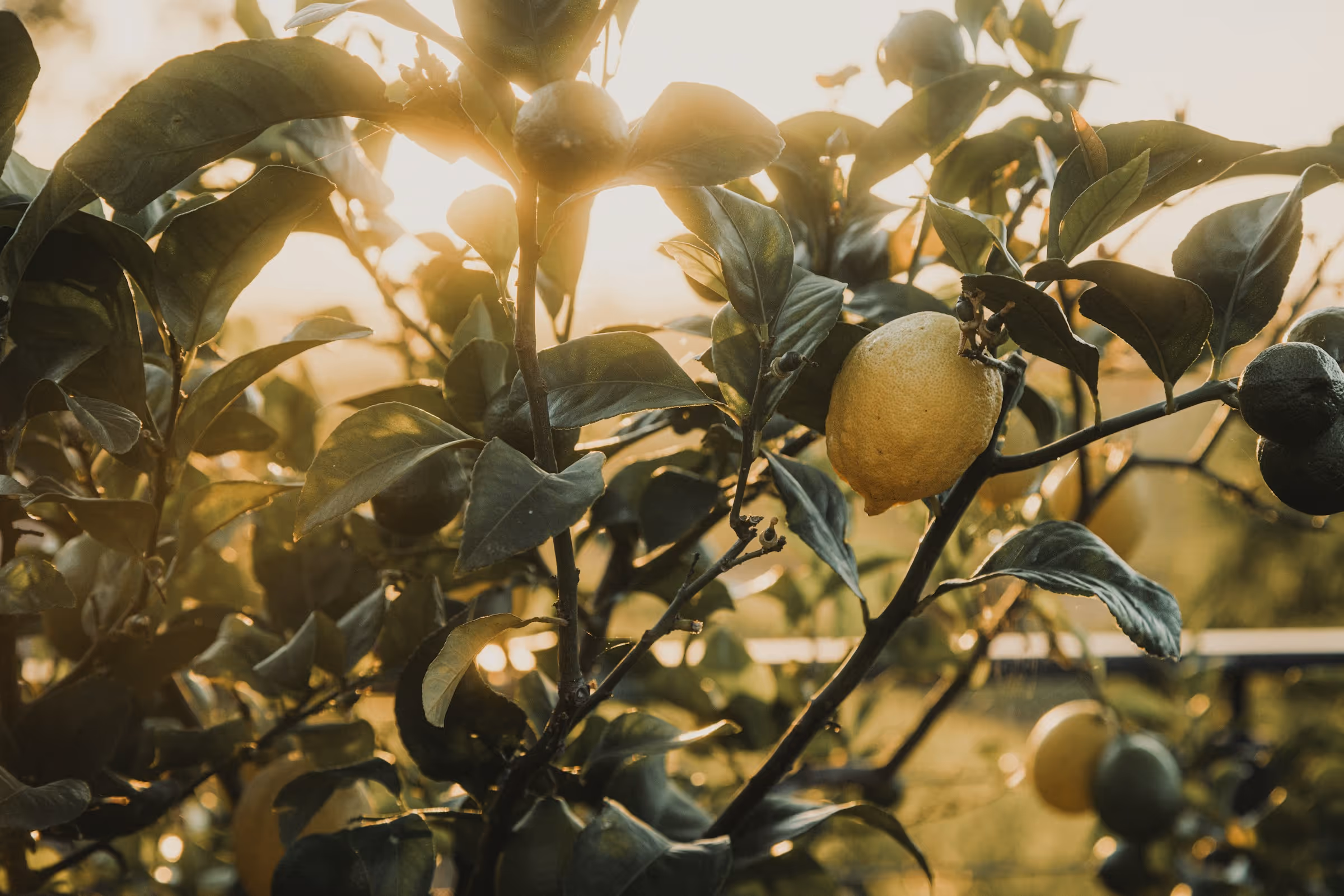 A close-up of a lemon tree with ripe yellow lemons and green leaves, illuminated by warm sunlight in the background.