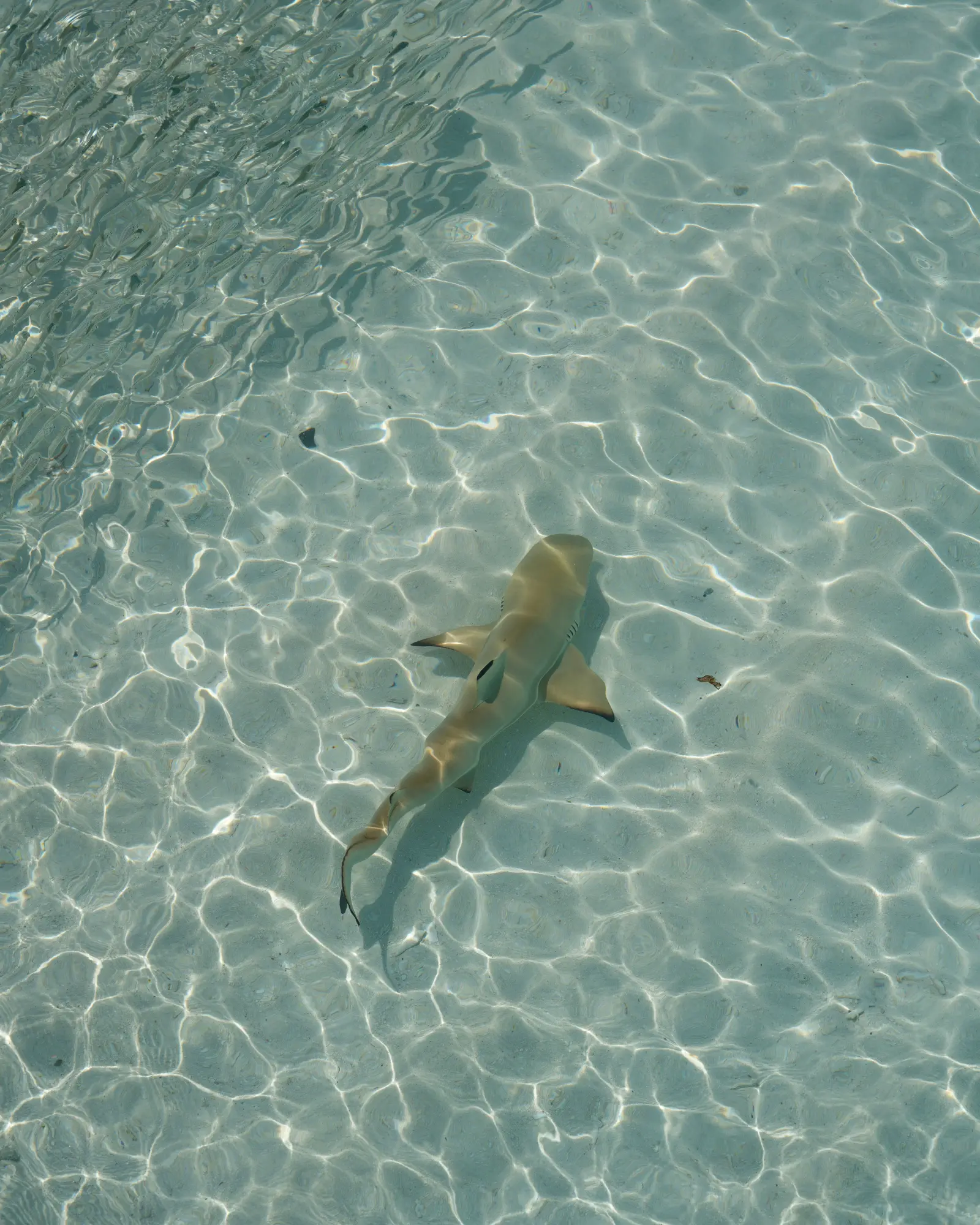 Blacktip Reef Sharks at Maya Bay: 278 Counted in DNP Survey