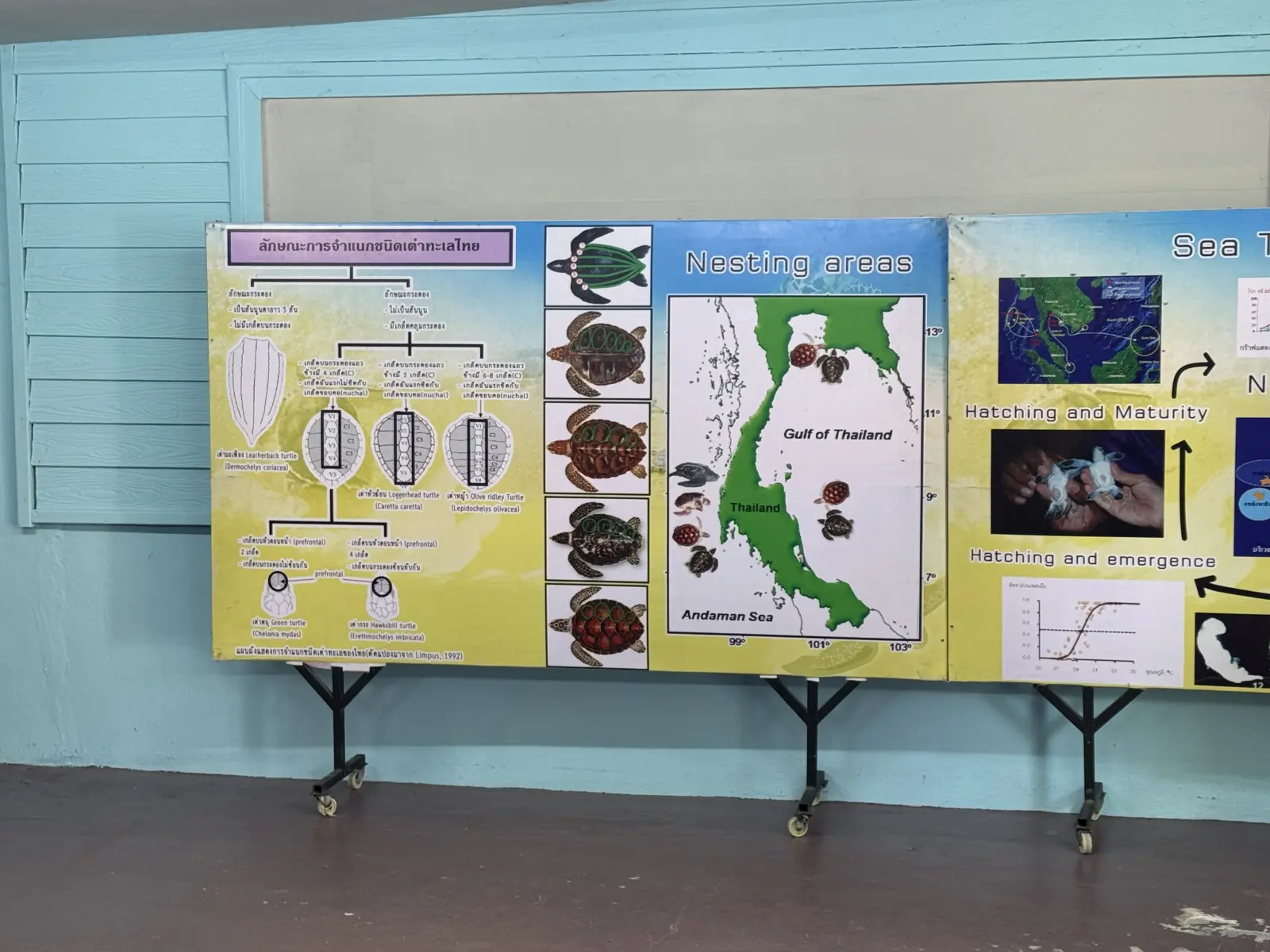 Sea turtle education display at the Sea Turtle Conservation Centre at Phang-nga Naval Base showing species, nesting areas, and life cycles.