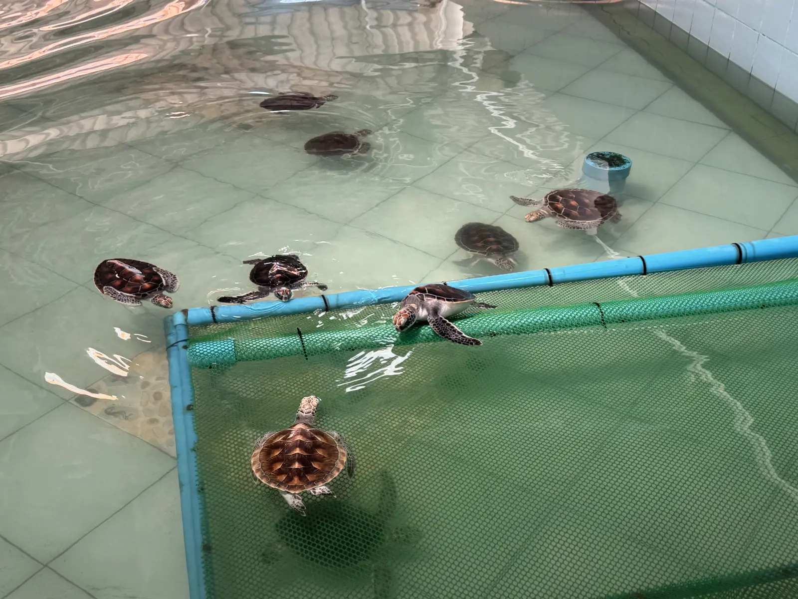 Young sea turtles swimming in rehabilitation pools at the Sea Turtle Conservation Centre at Phang-nga Naval Base.