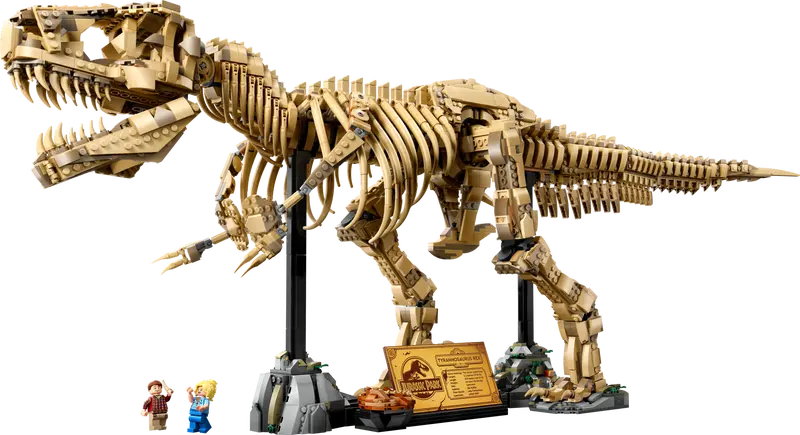 Dinosaur Fossils: Tyrannosaurus rex