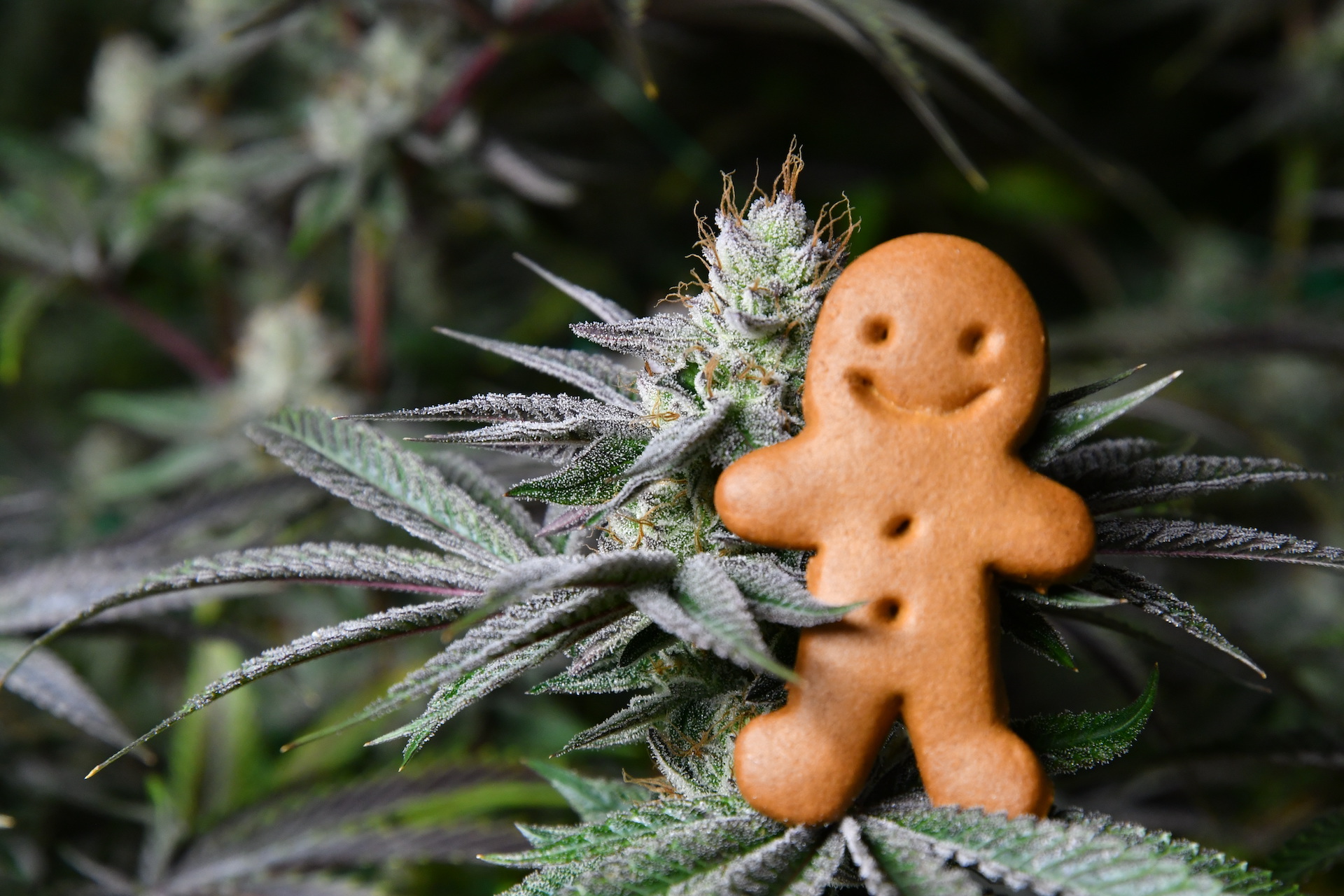 Cannabispflanze mit Männchen