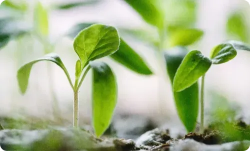 Close-up of green seedlings growing in soil.