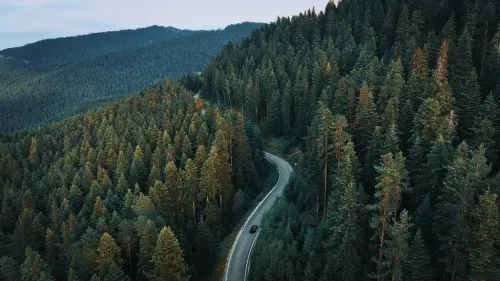 Car driving on winding road through dense forest.
