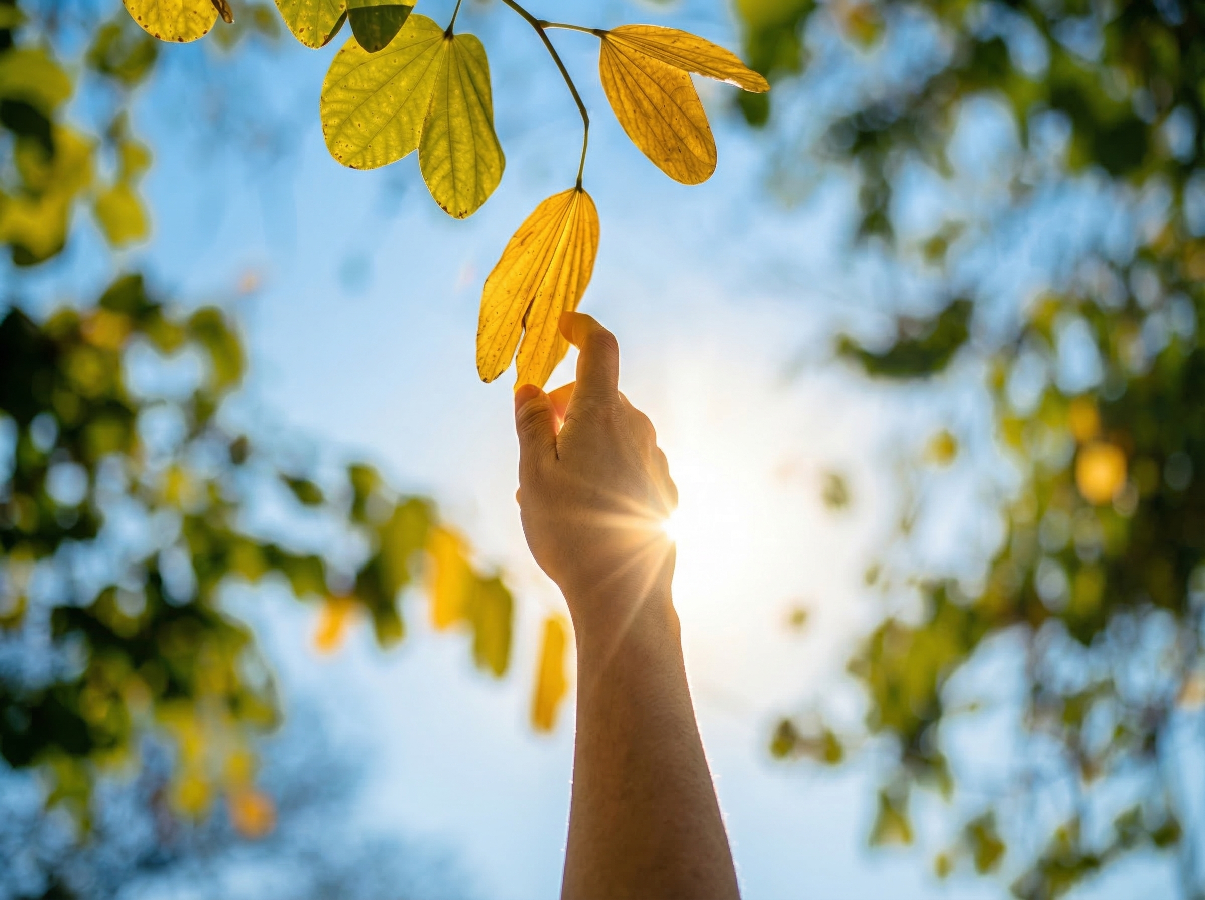 Hand reaching up to touch yellow autumn leaves with sun shining through them on a clear blue sky.