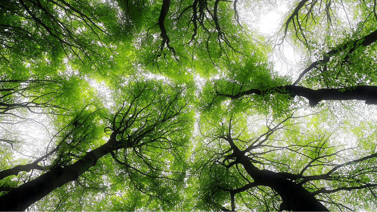 View looking up at tall trees with bright green leaves and sunlight filtering through.