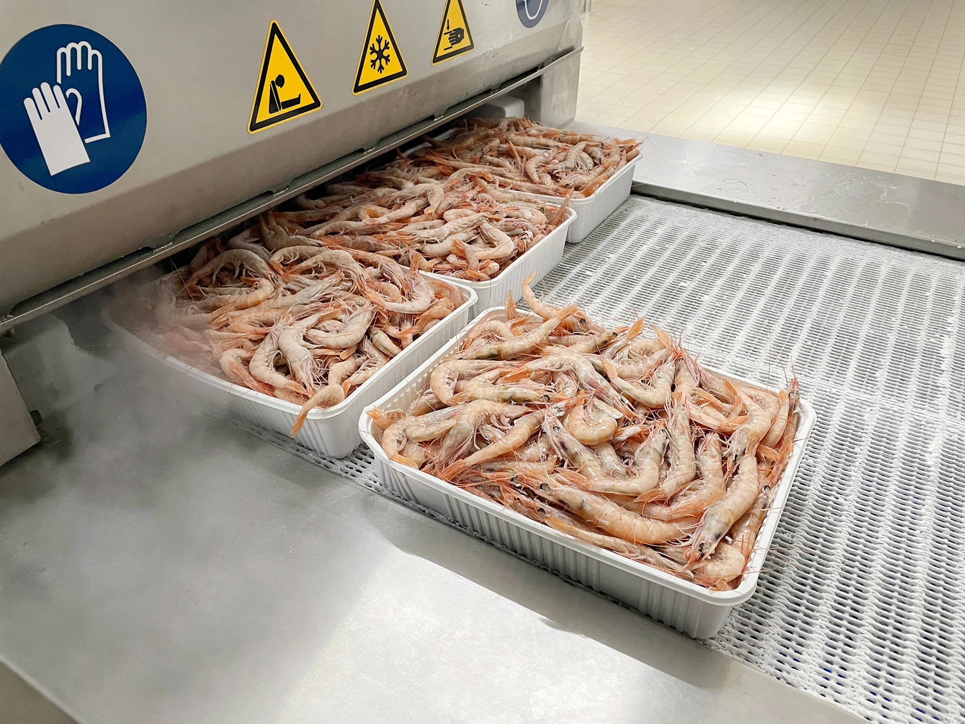 Fresh shrimp in aluminum trays on cryogenic freezing conveyor belt with safety warning signs for individual quick freezing process