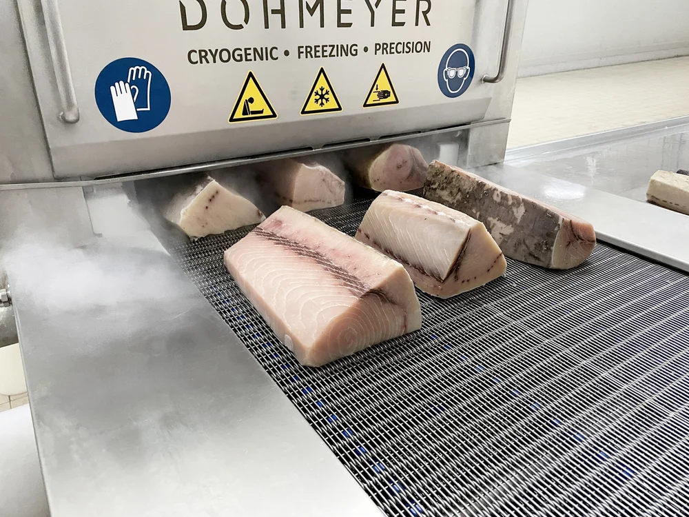 Frozen cores of fish going out of the cryogenic freezing tunnel by Dohmeyer