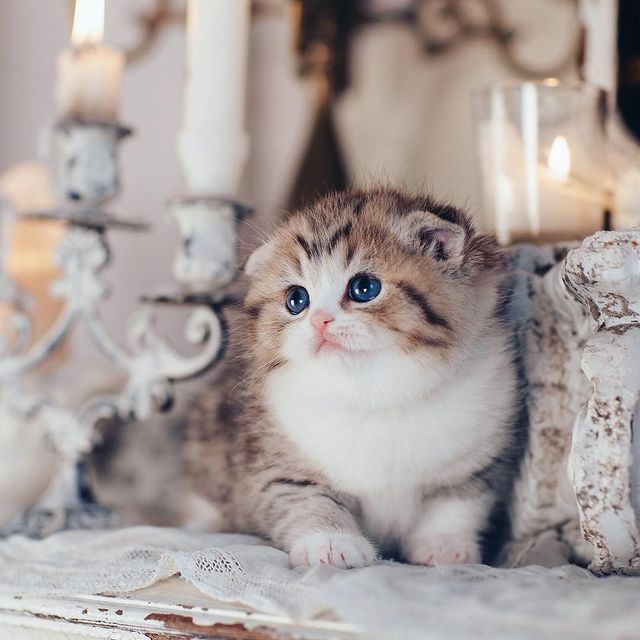 Adorable tabby and white scottish fold kitten with blue eyes among candles and decorative items.