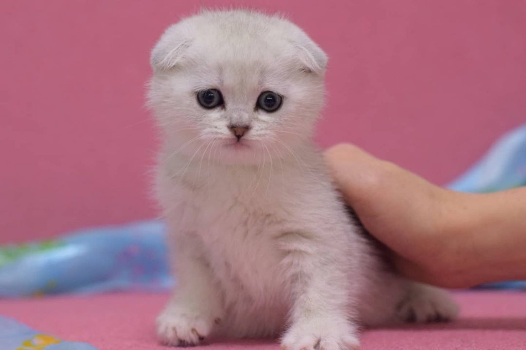 scottish fold kitten