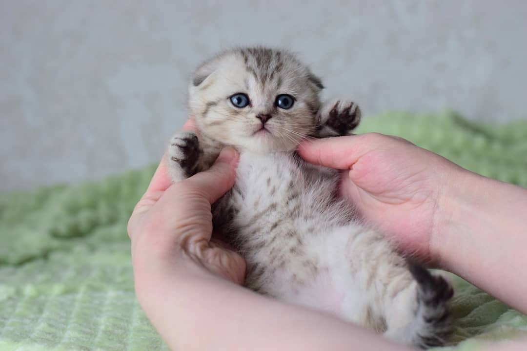 scottish fold kittens for sale