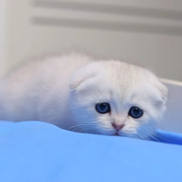 scottish fold cat for sale