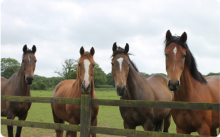 4 horses stand near a fence