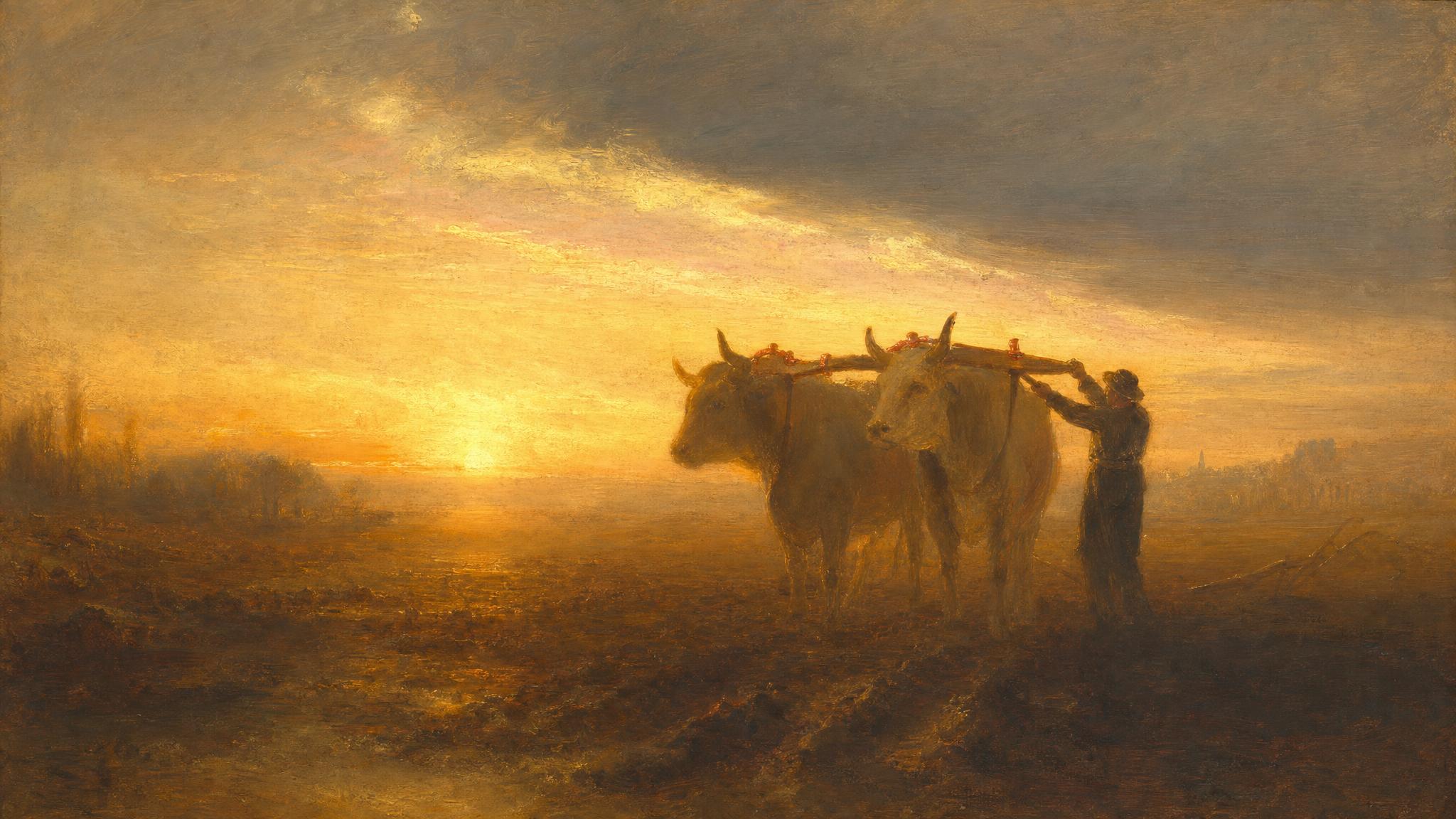 Oxen stand calm as a small figure eases their yoke in amber dawn light over a misty ploughed field.