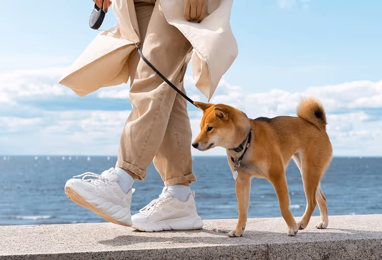 Mann geht mit Hund – Frontalperspektive