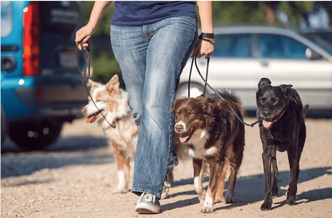 Mehrere Hunde mit Halter auf Spaziergang