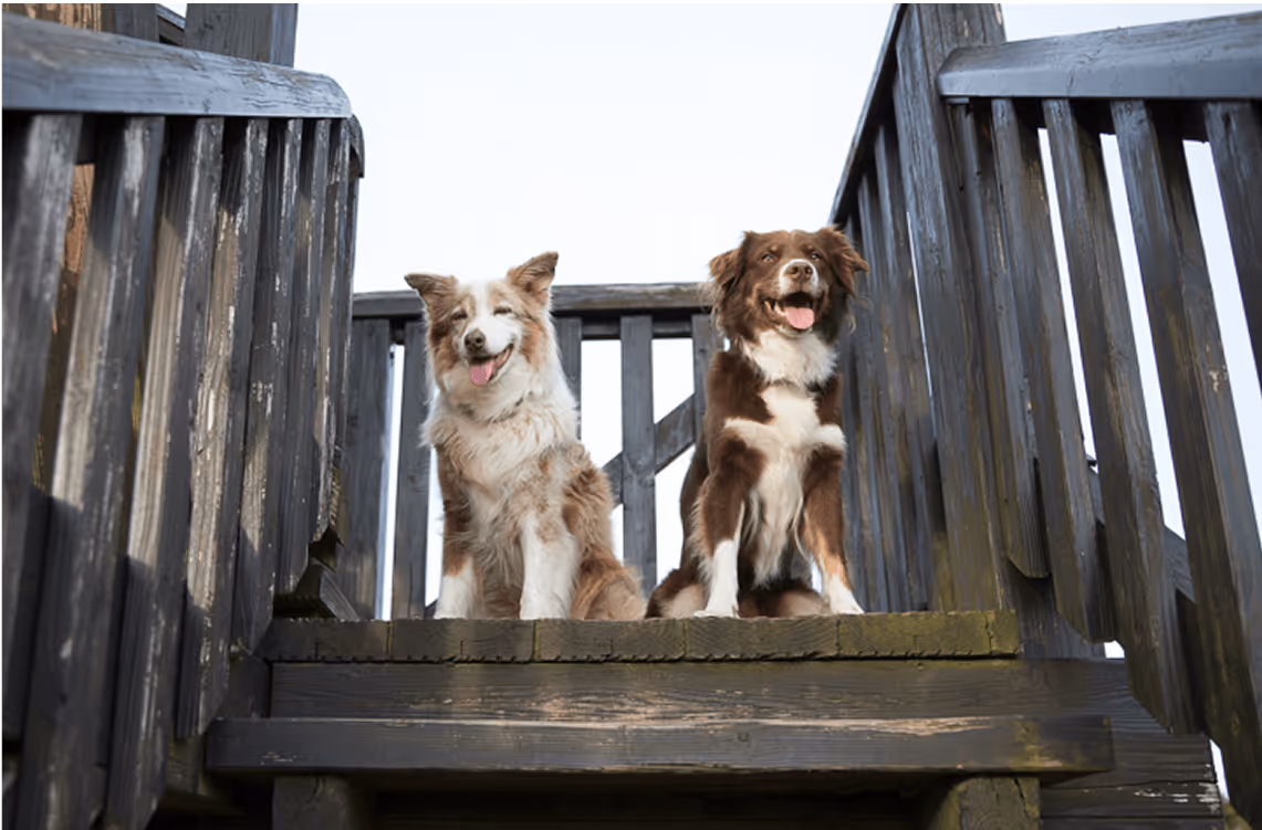 Zwei Hunde auf Holztreppe, schauen nach draußen