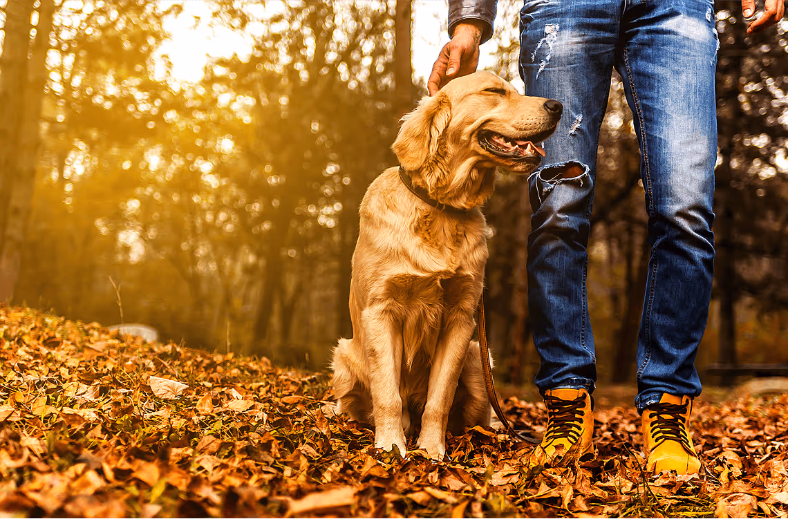 Zwei Hunde im Herbstwald bei Sonnenlicht