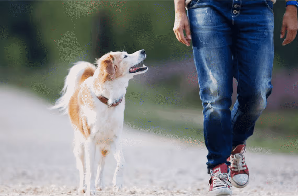 Hund läuft neben Mensch auf Feldweg
