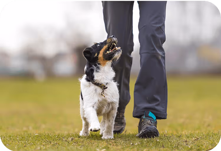 Mensch mit Hund, Blick nach vorne